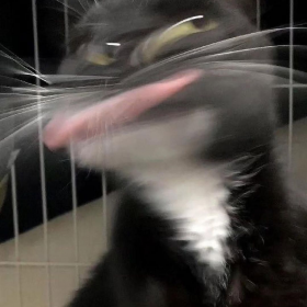 新版神经猫