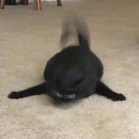 新版神经猫