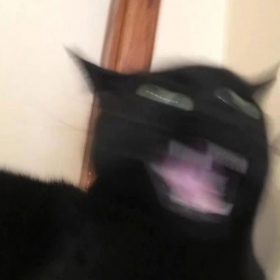 新版神经猫