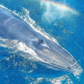 当鲸鱼遇上彩虹...
