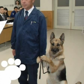 这只德牧警犬4岁时候