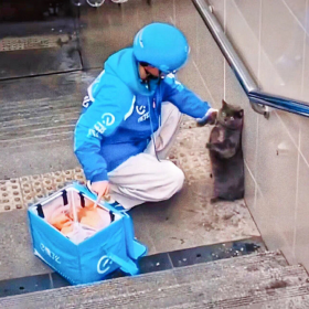 小猫偷吃了外卖员的餐