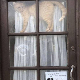 猫猫标语：