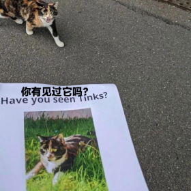 猫猫标语：