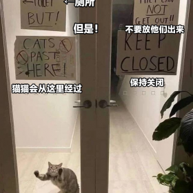 猫猫标语：