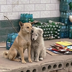 落难的公主和她的民间